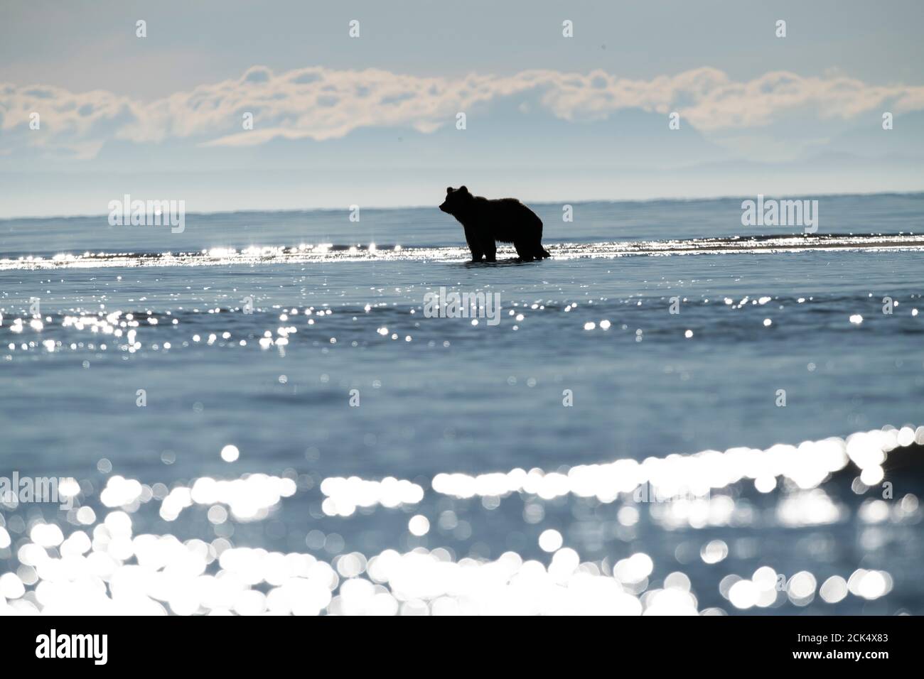 Alaskan Coastal Brown Bear, Lake Clark National Park Stock Photo