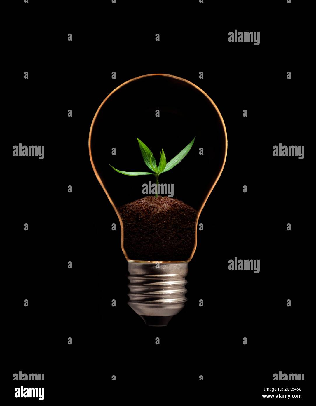A light bulb with fresh green leaves inside, isolated on black background. Stock Photo