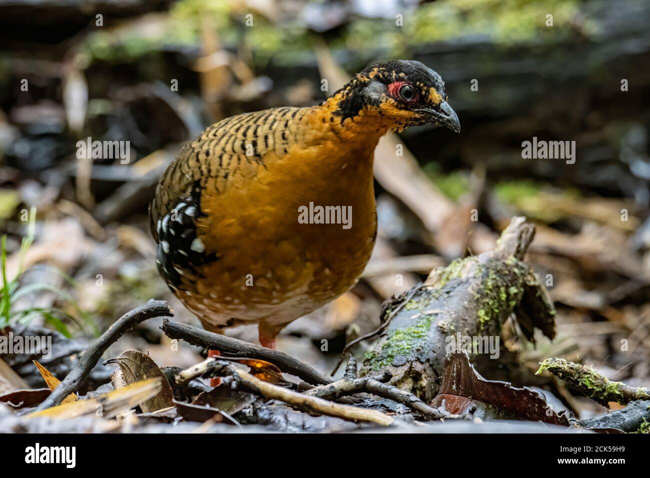 Nature wildlife image of bird red-breasted partridge also known as the Bornean hill-partridge It is endemic to hill and montane forest in Borneo Stock Photo