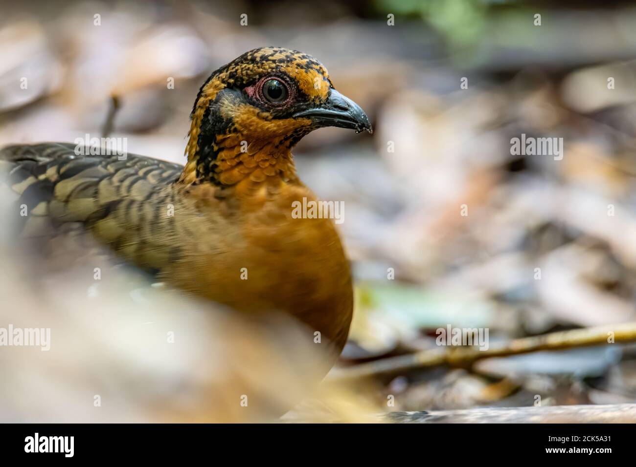 Nature wildlife image of bird red-breasted partridge also known as the Bornean hill-partridge It is endemic to hill and montane forest in Borneo Stock Photo