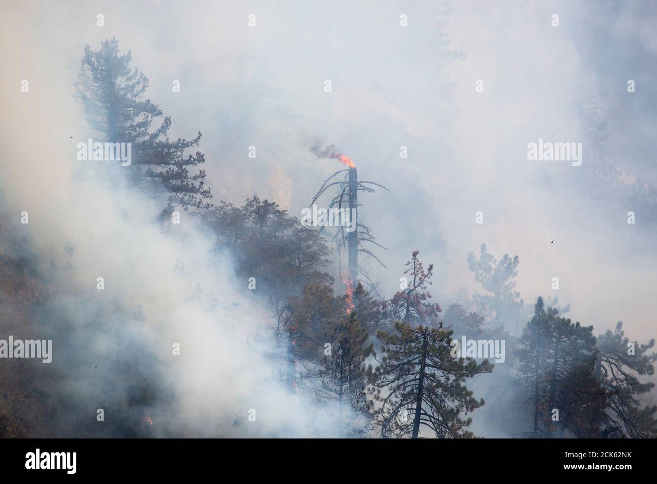 Los Angeles, California, USA. 15th Sep, 2020. Wildfire smoke rises as the Bobcat Fire burns in the Angeles National Forest near Pasadena, Tuesday. Credit: Ringo Chiu/ZUMA Wire/Alamy Live News Stock Photo