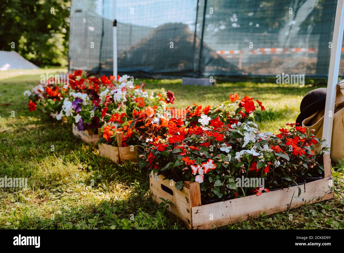 Beautiful spring flowers in crates on the ground in the yard. Flowers in the garden Stock Photo