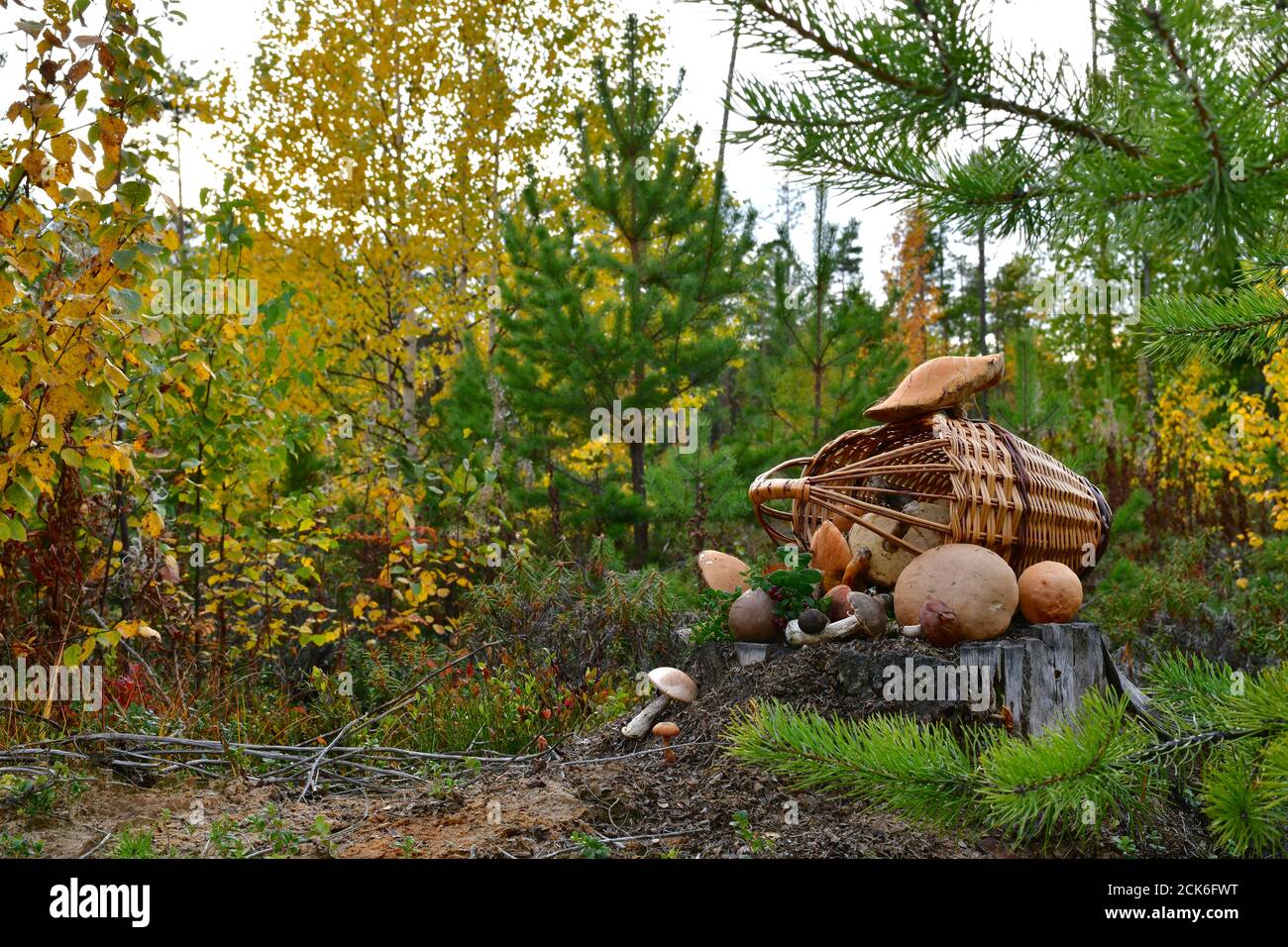 A basket of mushrooms and berries on a stump in the autumn forest. Stock Photo