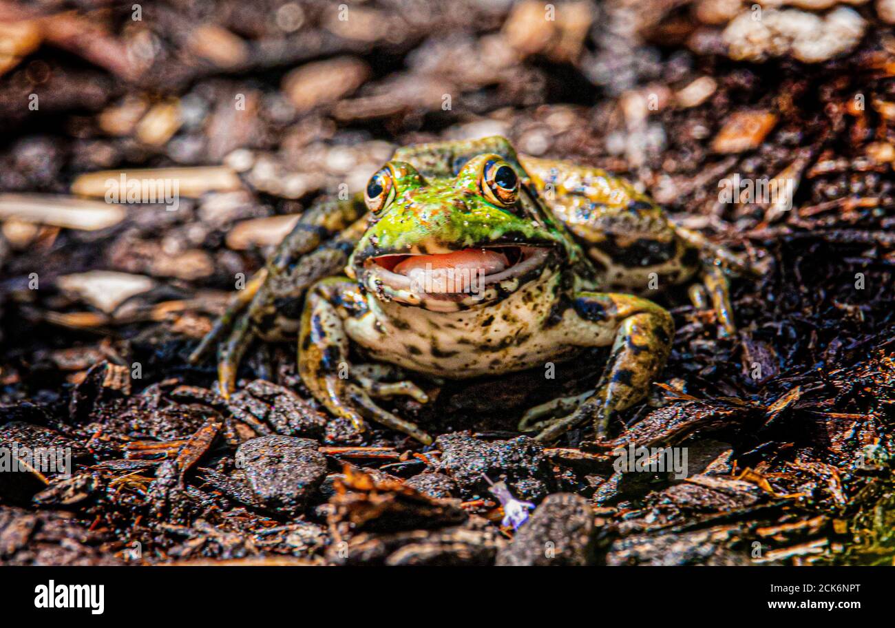 frog and in garden Stock Photo Alamy