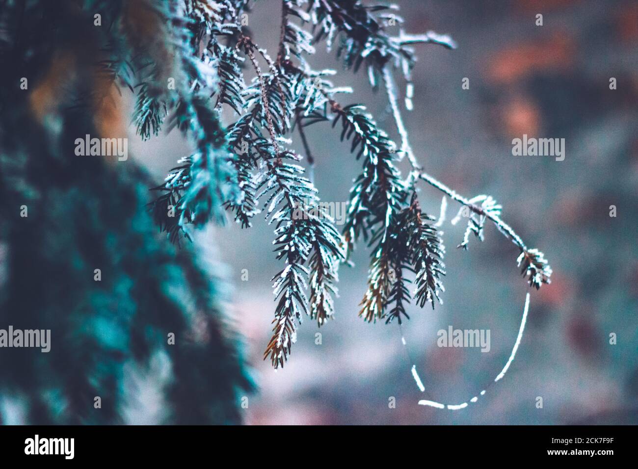 Closeup shot of tree branches covered with frost Stock Photo - Alamy