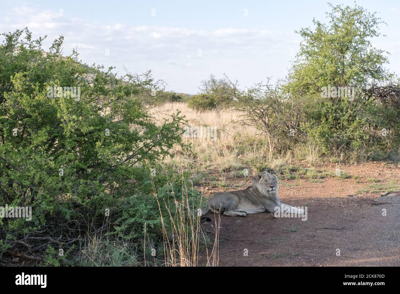 Lonely male Lion resting in shade during hot time of day Stock Photo