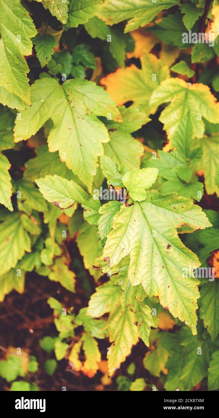 Tree green leaves beautiful hi-res stock photography and images - Alamy