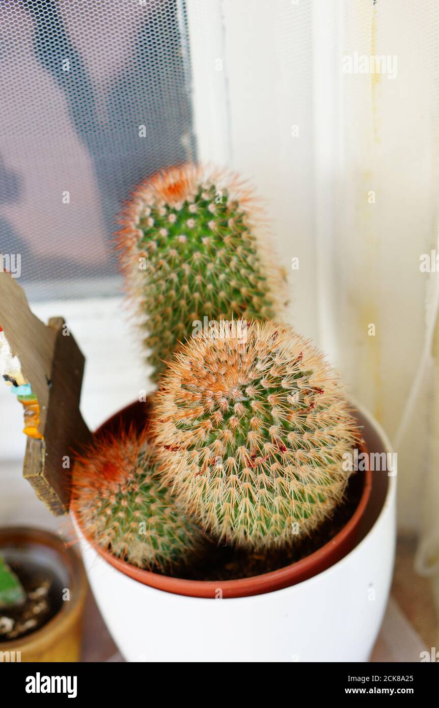 Cactus house plants hi-res stock photography and images - Alamy