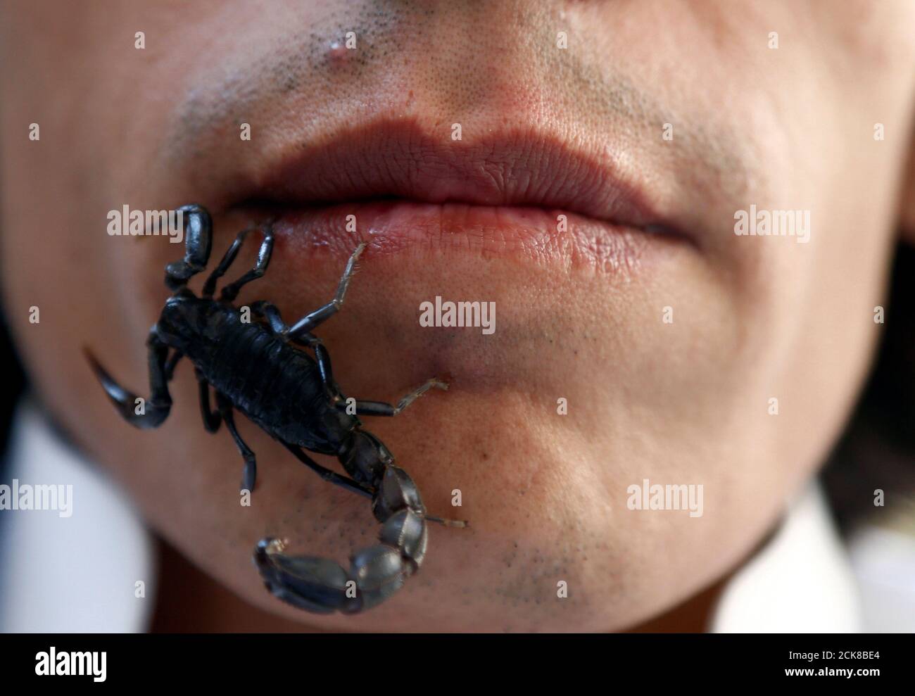 A scorpion walks on the face of Palestinian man Nabeel Mussa, who keeps  scorpions and snakes as a hobby and eats them, at his house in Riyadh,  Saudi Arabia January 17, 2017.