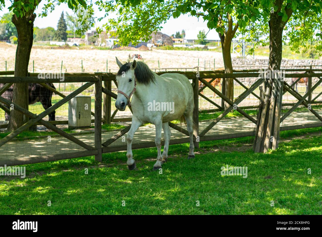 White horse in a farm, quinta pedagógica Braga Stock Photo