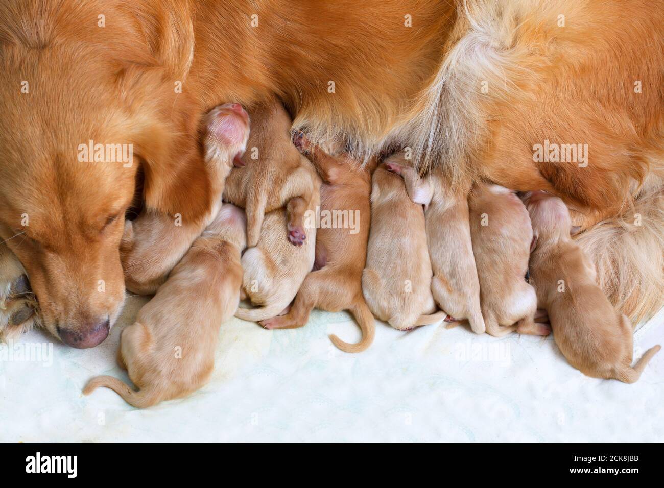 new born of golden retriever puppies Stock Photo - Alamy
