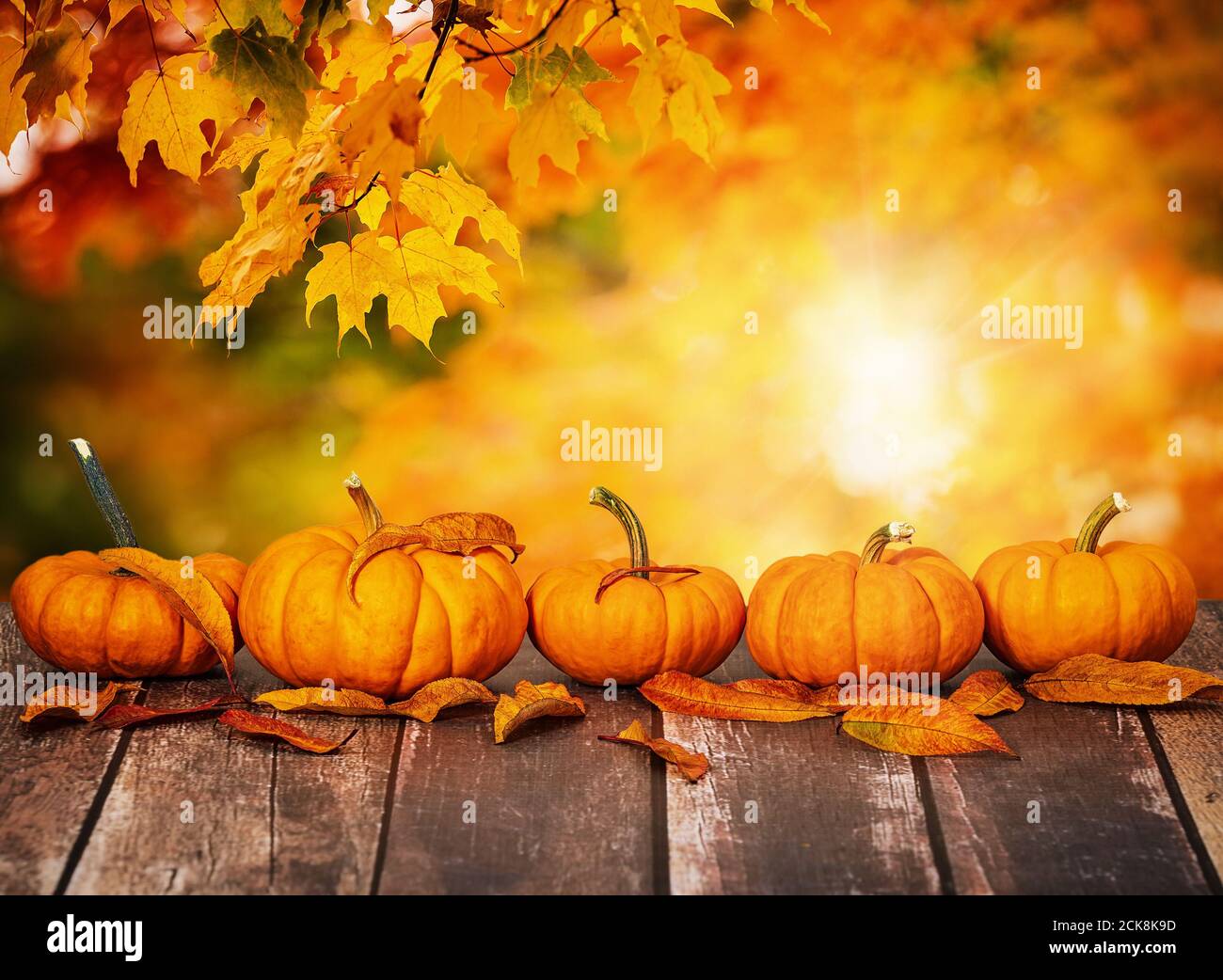 A row of mini pumpkins and autumn leaves on rustic wooden table. Beautiful autumn maple tree leaves background with golden bokeh, copy space. Stock Photo