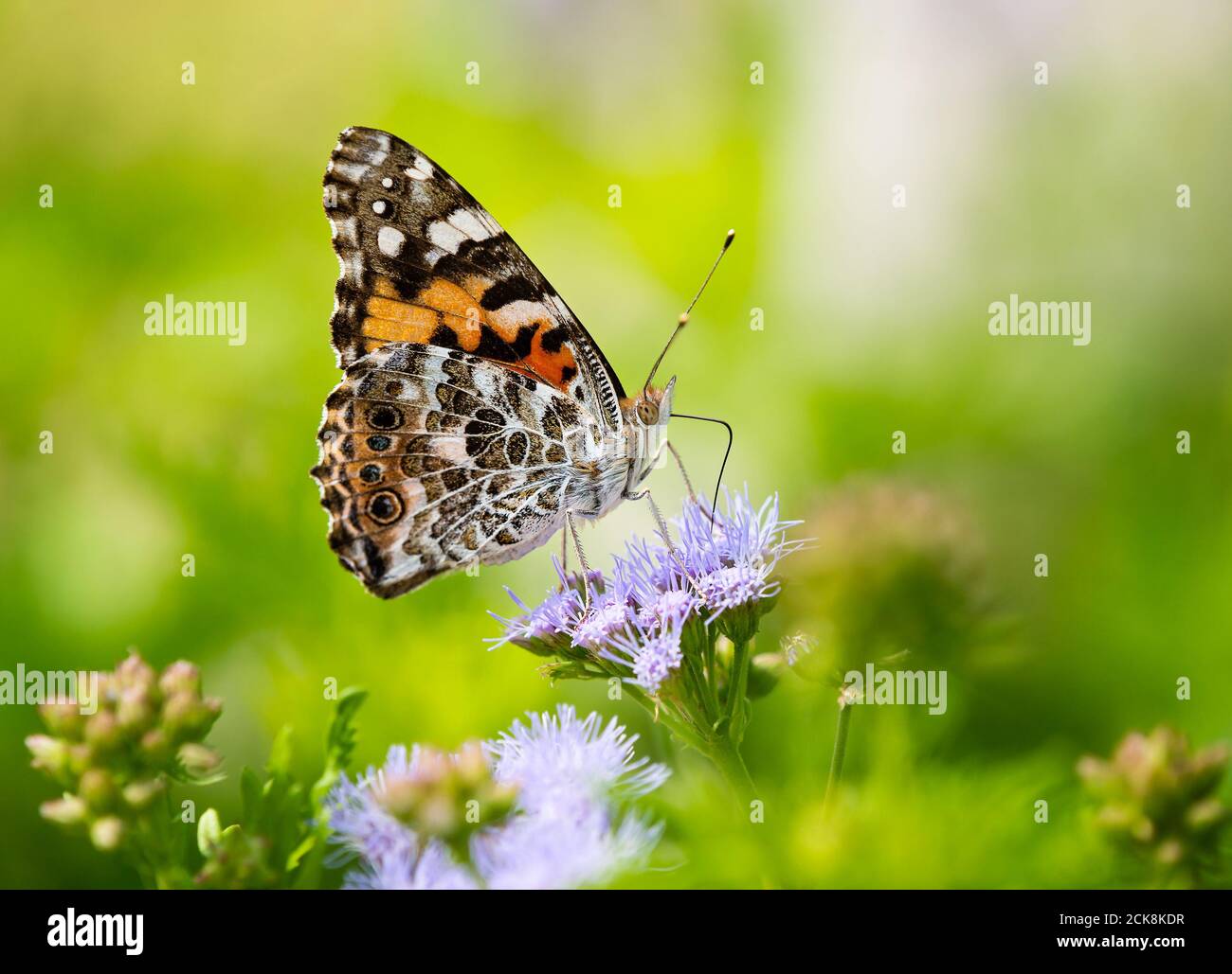 Painted Lady butterfly, Vanessa cardui, feeding on blue Mistflowers, Conoclinium greggii. Natural green background with copy space. Stock Photo