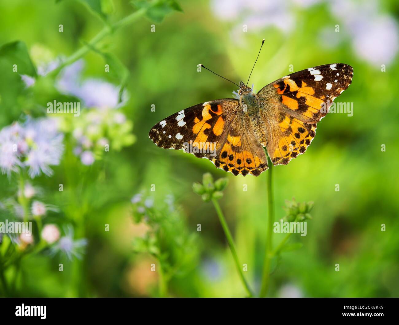 Painted Lady butterfly, Vanessa cardui, feeding on blue Mistflowers. Natural green background. Stock Photo