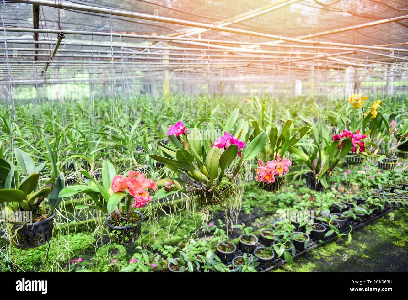 Orchid farm with orchid flower pot hanging on the farm roof in the nursery plant Stock Photo