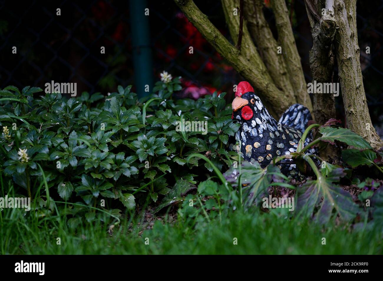 Garden decoration in the shape of a colorful hen in Japanese pachysandra leaves Stock Photo
