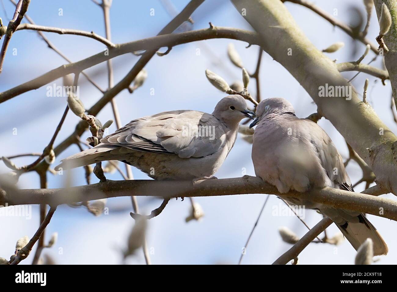Pair of Eurasian collared dove (Streptopelia decaocto) during courtship