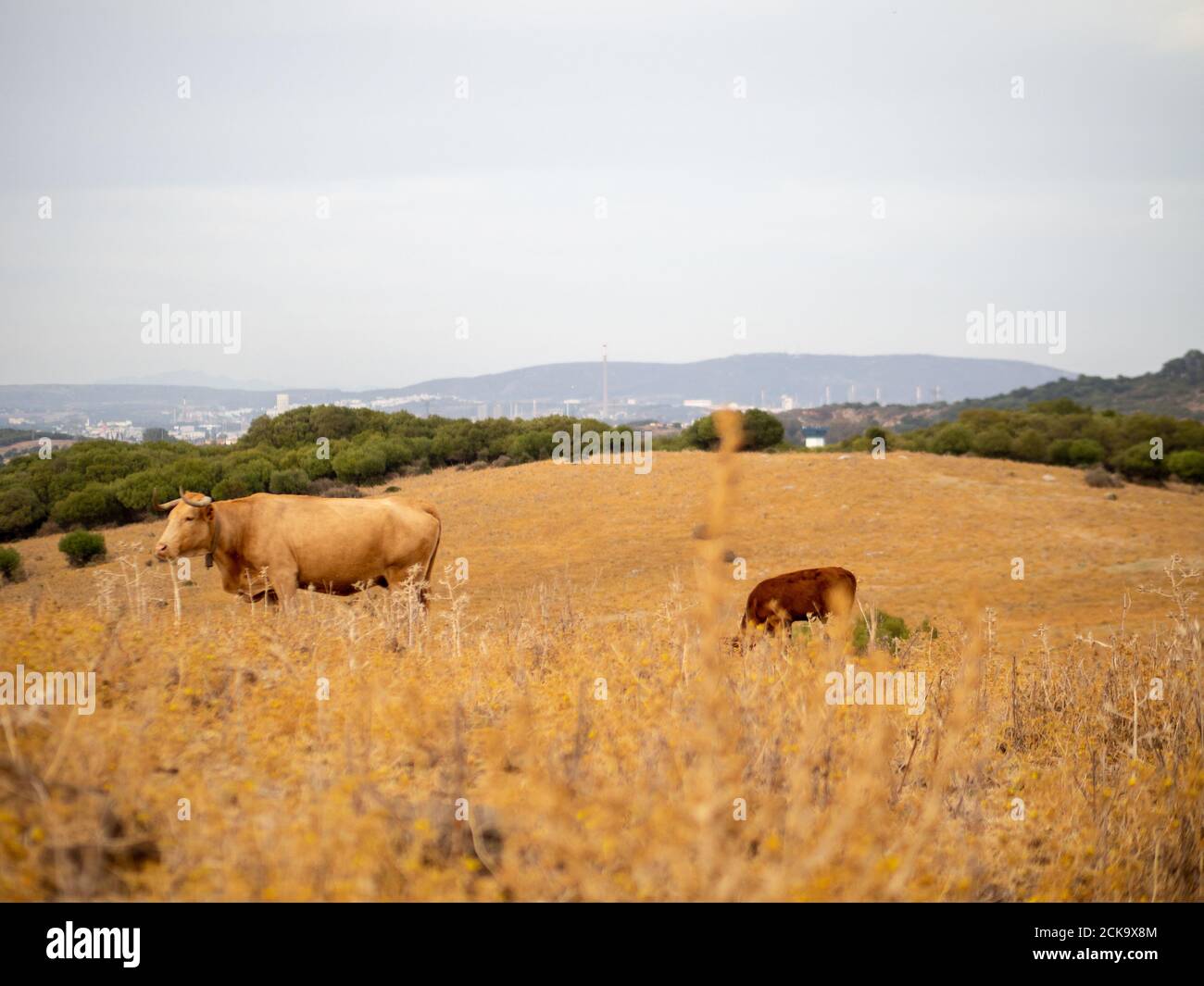 Pasture with grazing cattle under a cloudy sky Stock Photo - Alamy