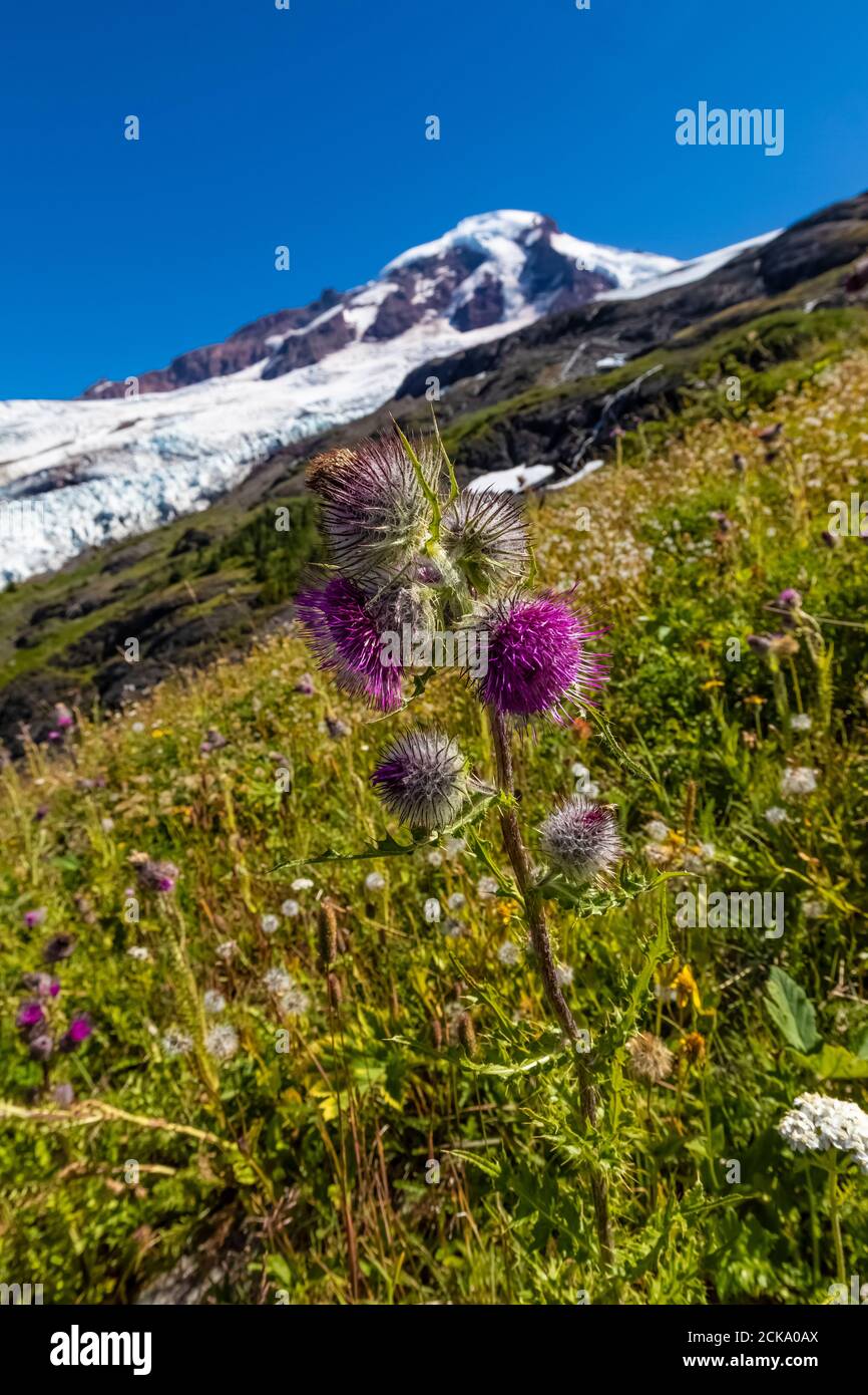 Edible Thistle, Cirsium edule, with Mount Baker distant, along the climbers' trail leading toward Heliotrope Ridge, Mount Baker-Snoqualmie National Fo Stock Photo