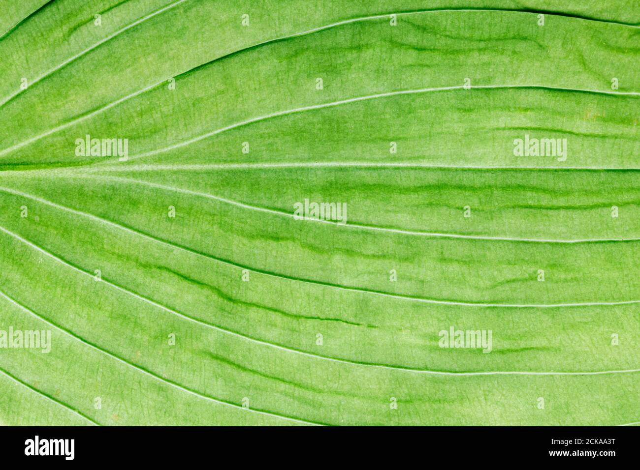 green leaf close up. background for design Stock Photo - Alamy