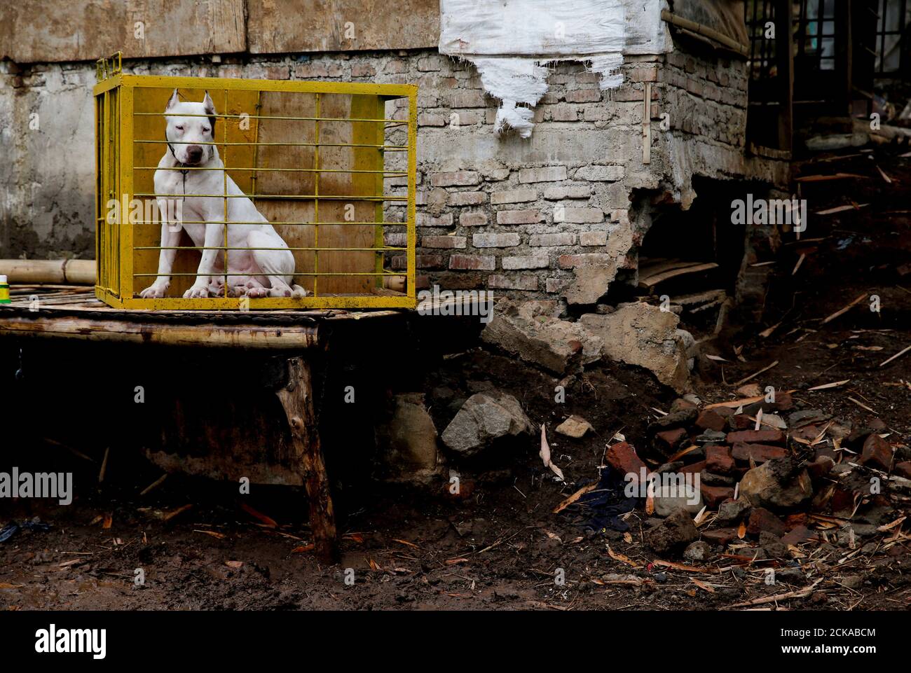 Dog Breeder Agus Badud S Dog Sits In His Cage After He Got Washed In Cibiuk Village Of Majalaya West Java Province Indonesia September 27 17 Badud S Dogs Participate In Fights Against Captured Dog Breeder Agus Badud S Dog Sits In His Cage After He Got Washed In Cibiuk Village Of Majalaya West Java Province Indonesia September 27 17 Badud S Dogs Participate In Fights Against Captured