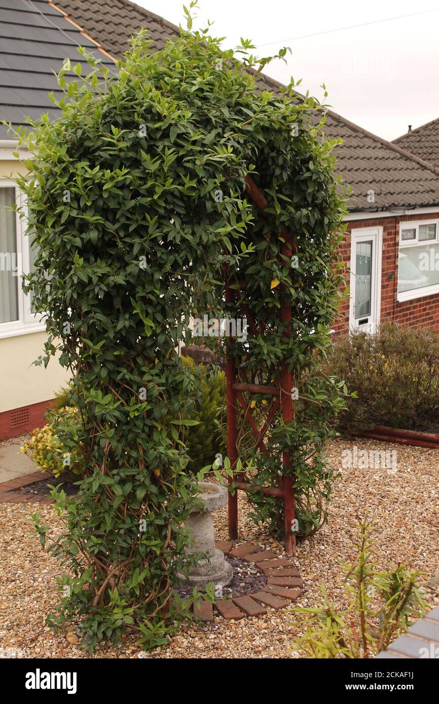 Wooden garden arch with foliage growing over it and a concrete bird bath beneath, low maintenance front garden UK Stock Photo