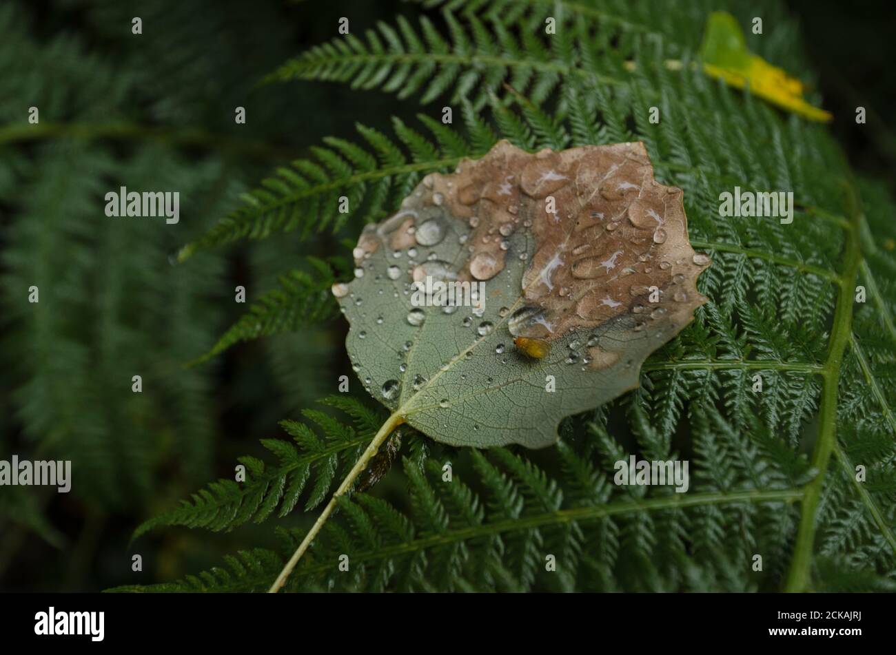 Raindrops on a leaf. Rain in the forest Stock Photo