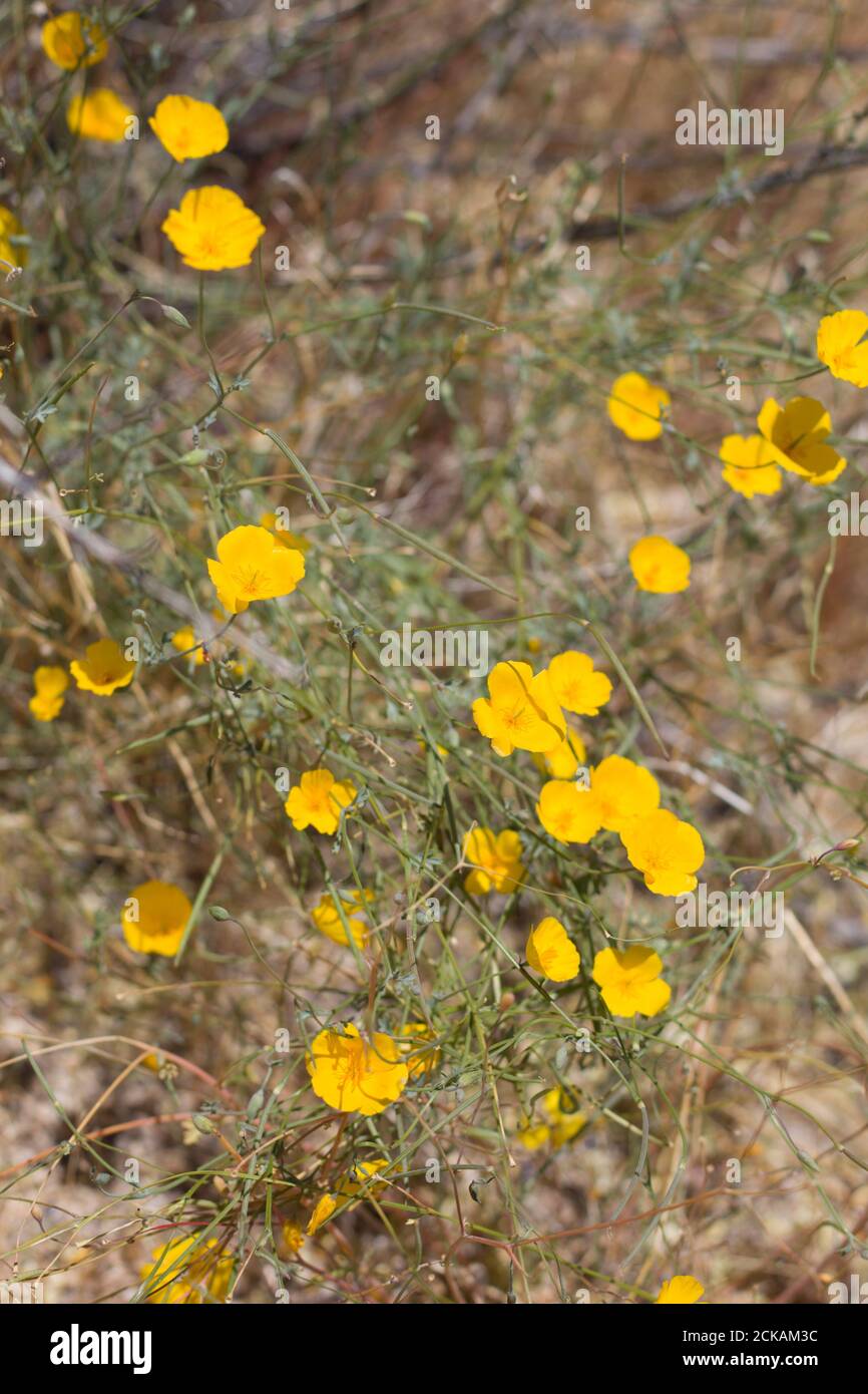 Yellow cyme inflorescences, Parish Poppy, Eschscholzia Parishii ...