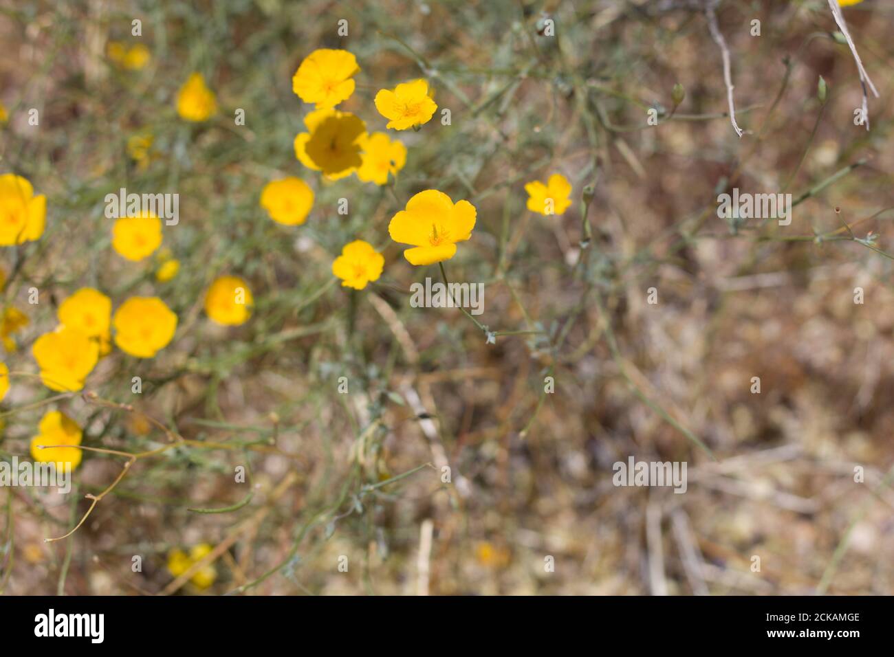 Yellow cyme inflorescences, Parish Poppy, Eschscholzia Parishii ...