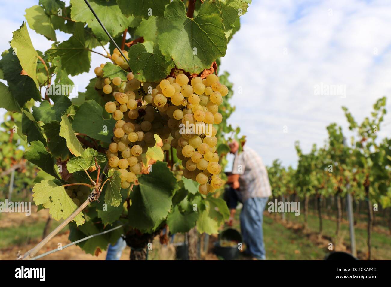 Hand harvesting, manual grape harvesting Stock Photo