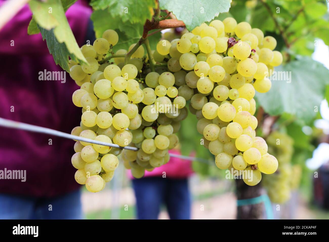 Hand harvesting, manual grape harvesting Stock Photo