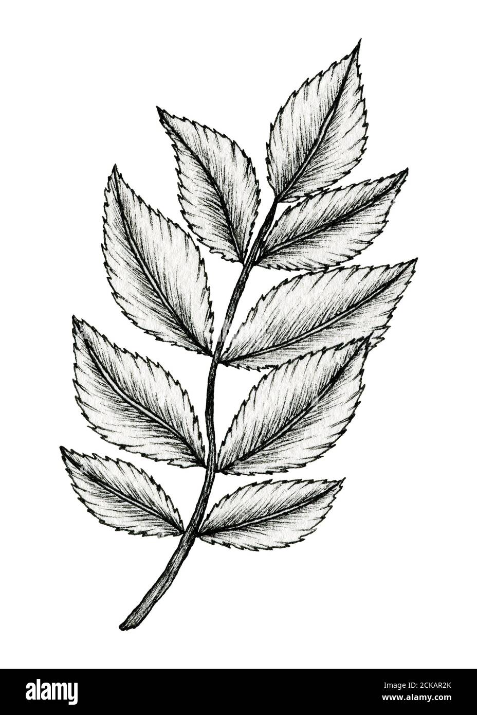 Flowers Leaves Drawing Illustration Pattern Logo Stock Vector (Royalty  Free) 1450691099 | Shutterstock