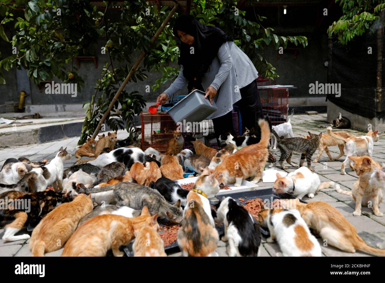 Page 2 - Kucing High Resolution Stock Photography and Images - Alamy