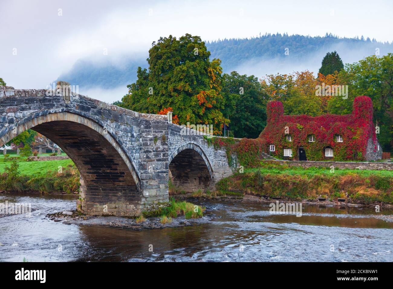Llanrwst, North Wales, UK. UK Weather: 16th September 2020, with the start of Autumn next week already the yearly spectacle of the Virgina Ivy turning deep red has begun on the Tu Hwnt I’r Bont tea room on the banks of the Conwy River in Llanrwst. A popular attraction at this time of the year as the Virginia Ivy turns from lush green to deep reds and purples as Autumn and cooler temperatures take hold.  © DGDImages/AlamyNews Stock Photo