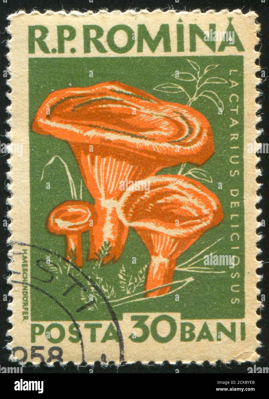 ROMANIA - CIRCA 1957: stamp printed by Romania, show mushroom, circa 1957  Stock Photo - Alamy