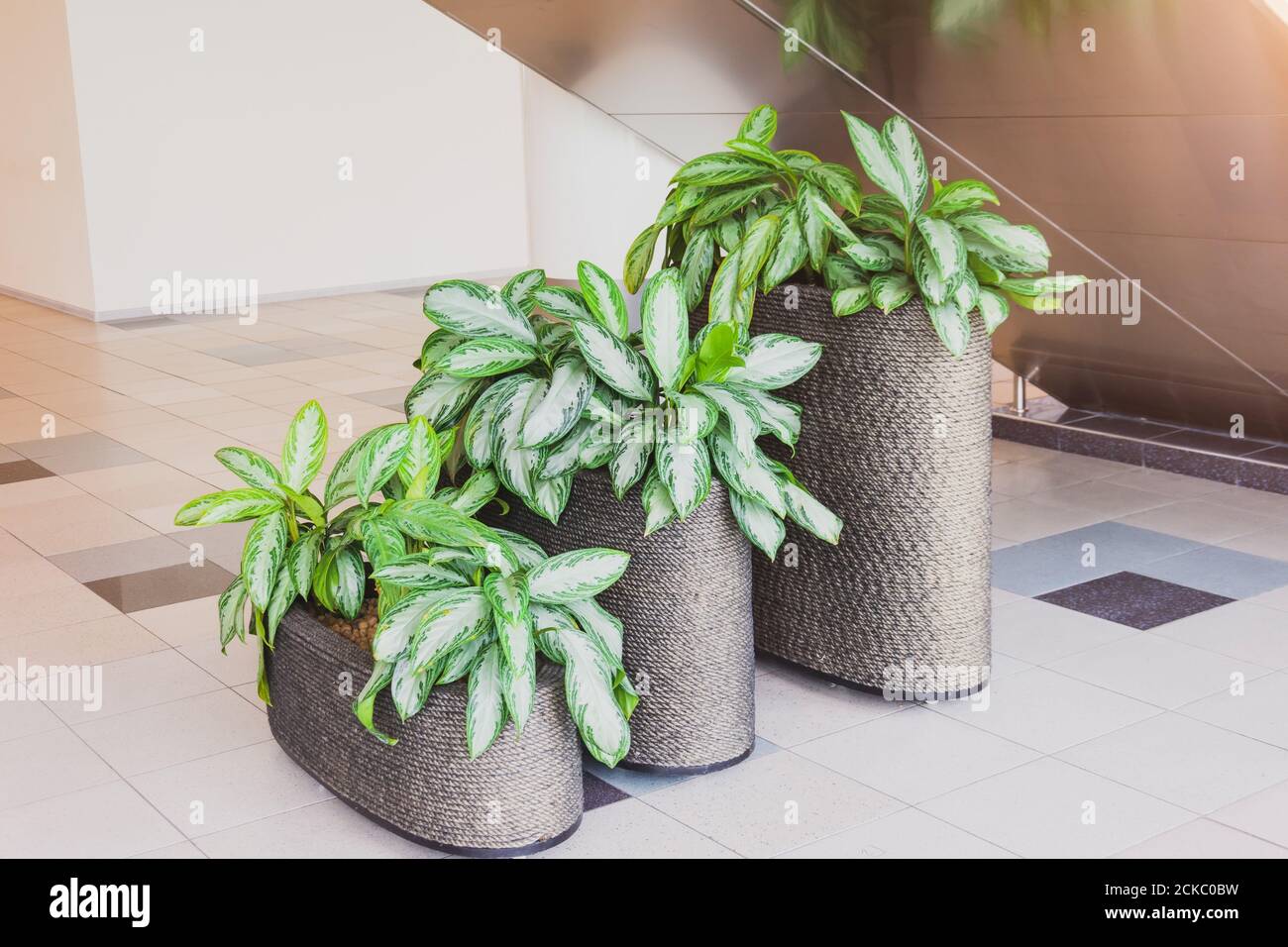 Aglaonema plants in the interior of a public building, three pots of different heights Stock Photo