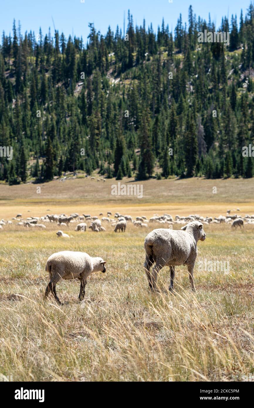 Vertical shot of a herd of grazing sheep in a field surrounded by trees ...