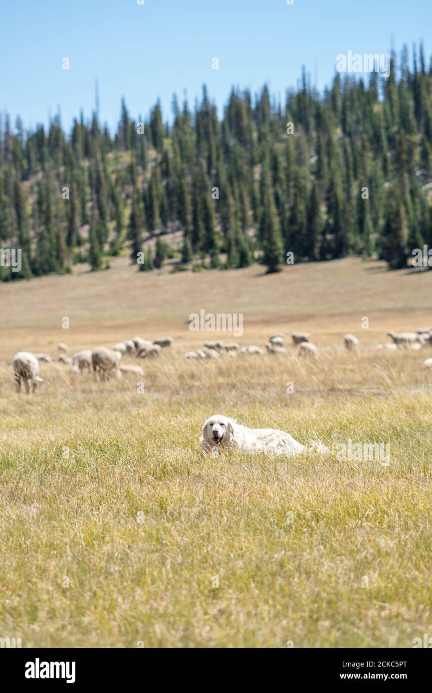 Vertical shot of a dog guarding a herd of grazing sheep in a field ...