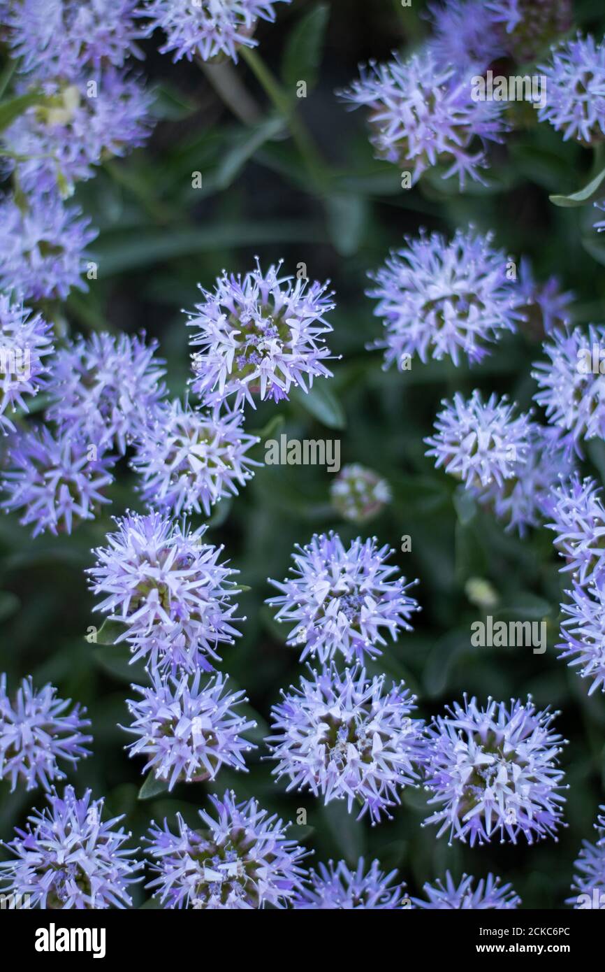 Vertical shot of a Globularia Vulgaris growing in a field under the sunlight Stock Photo