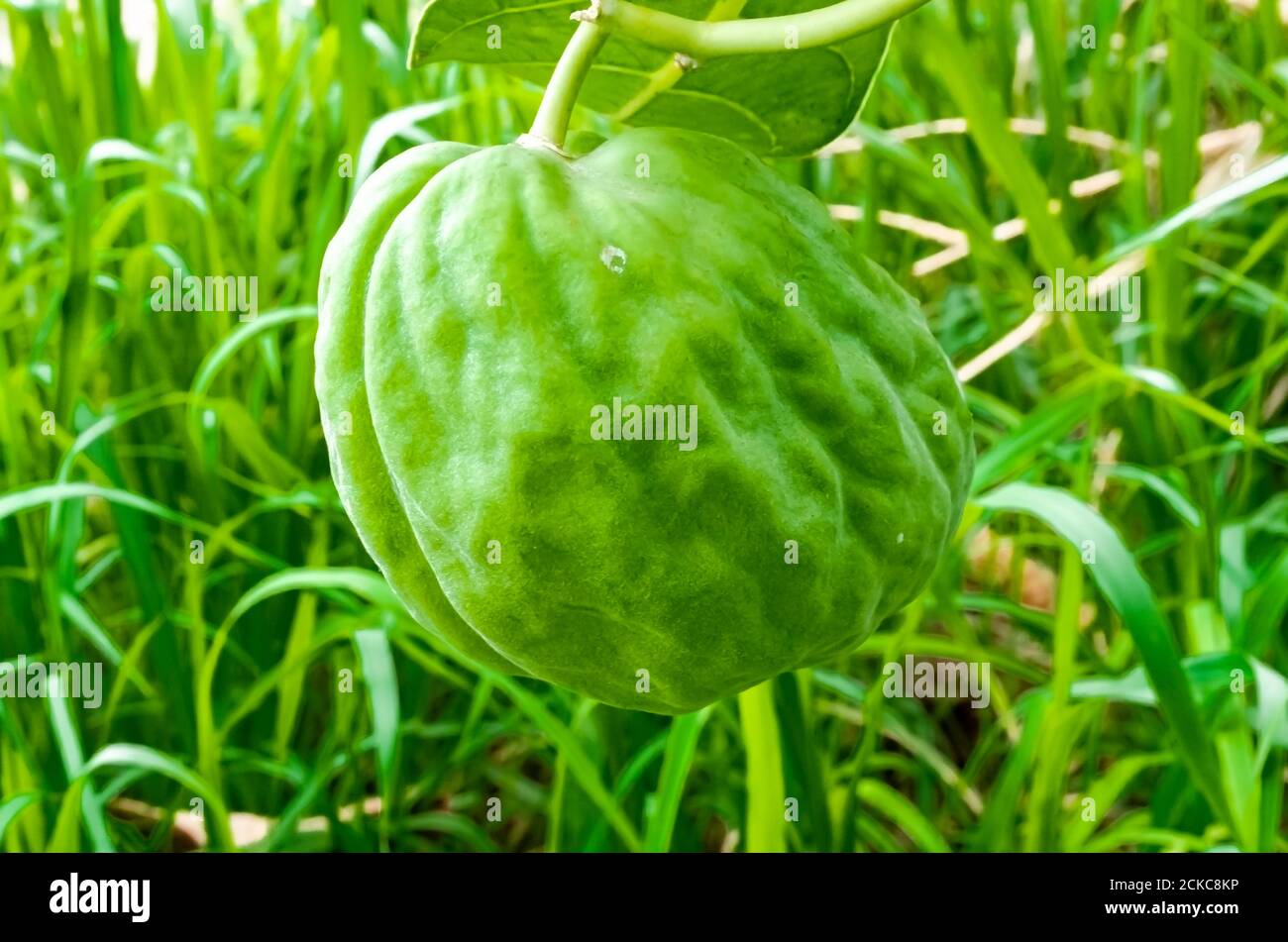 Calotropis Procera (Rubber Plant, Sodom Apple) Fruit Stock Photo
