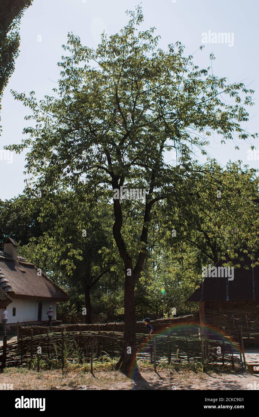 Big tree illustration hi-res stock photography and images - Alamy
