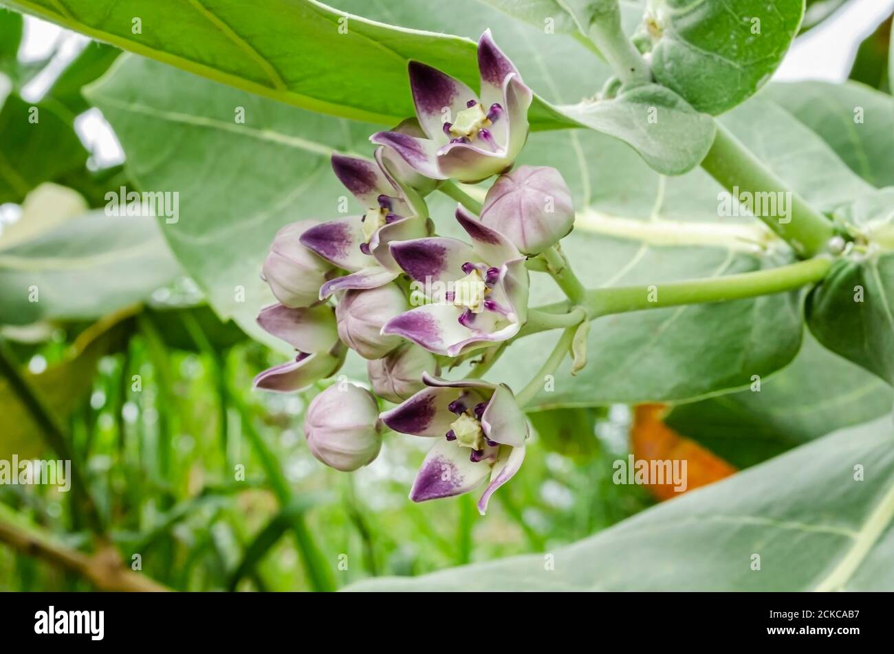 Side View Of The Calopropis Procera (Sodom Apple, Dumb Cotton, King's Crown) Flowers Stock Photo