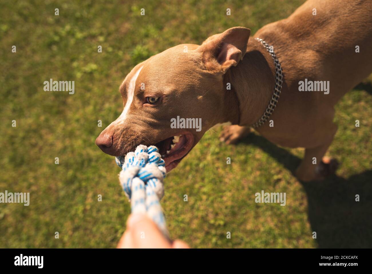 pitbull tug of war
