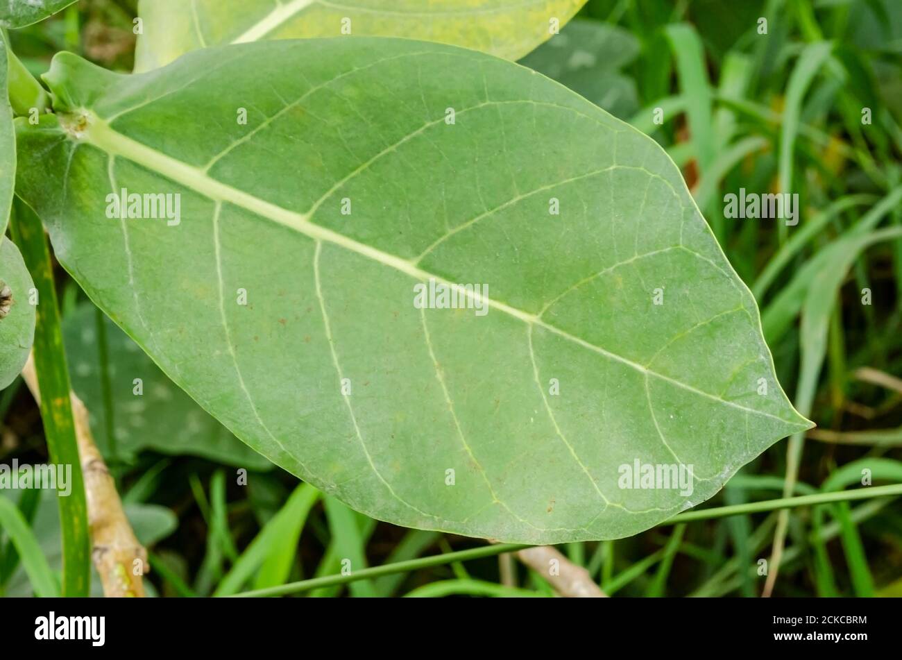 Calopropis Procera (Sodom Apple, Dumb Cotton, French Cotton) Leaf Stock Photo