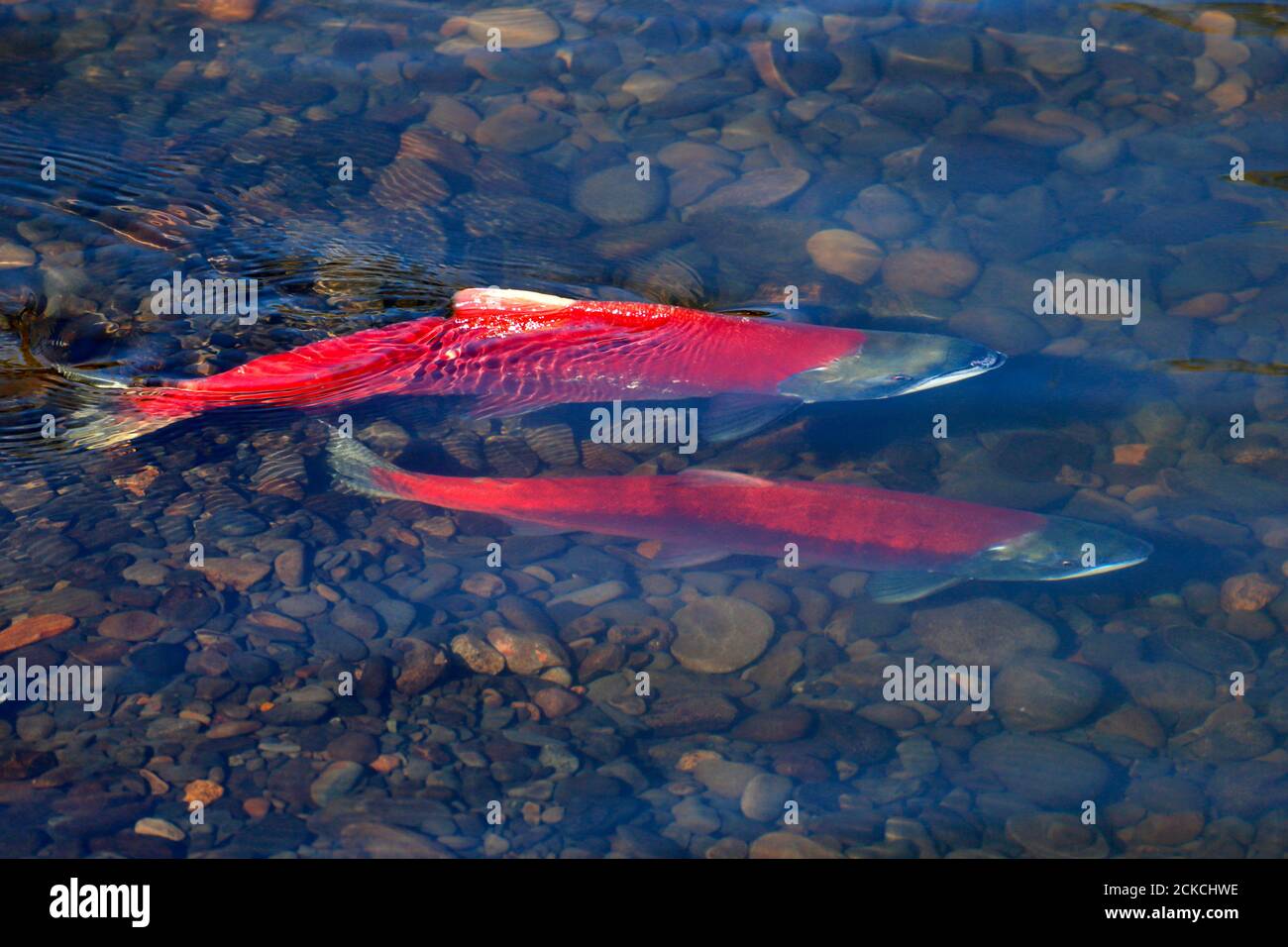 Pair of Sockeye Salmon ( Oncorhynchus nerka ) on spawning grounds. Stock Photo