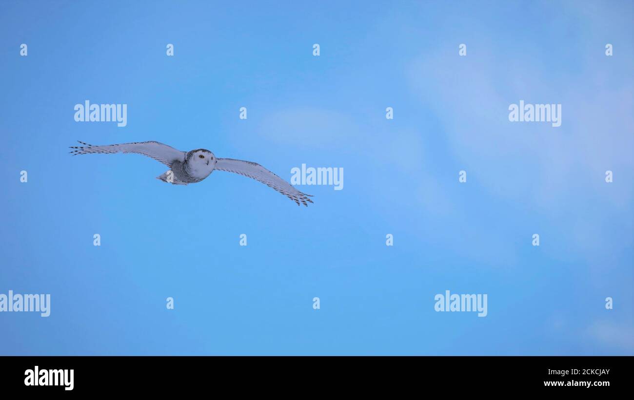 Snowy Owl in flight on light blue winter sky. Stock Photo