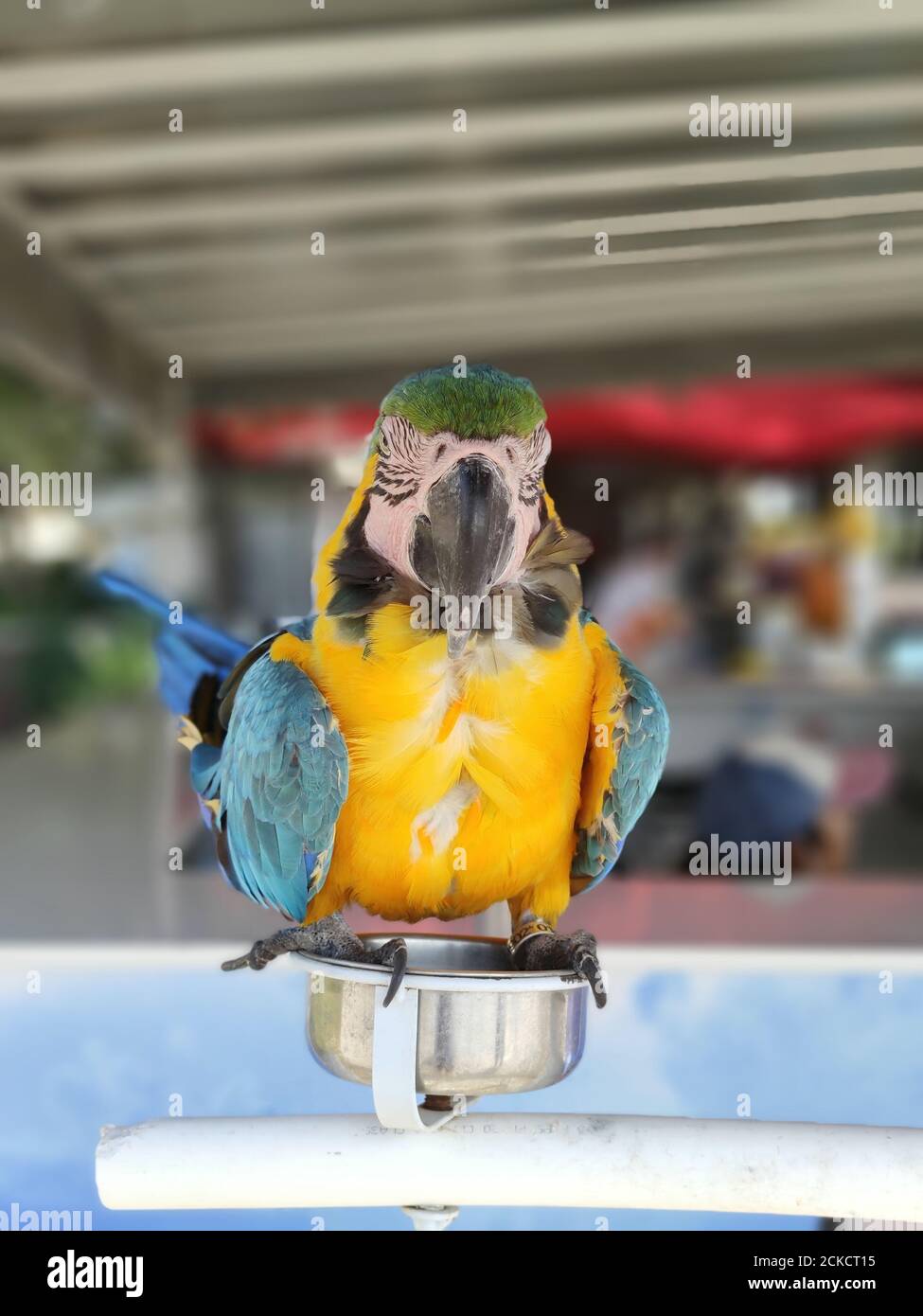 Angry bird macaw hi-res stock photography and images - Alamy