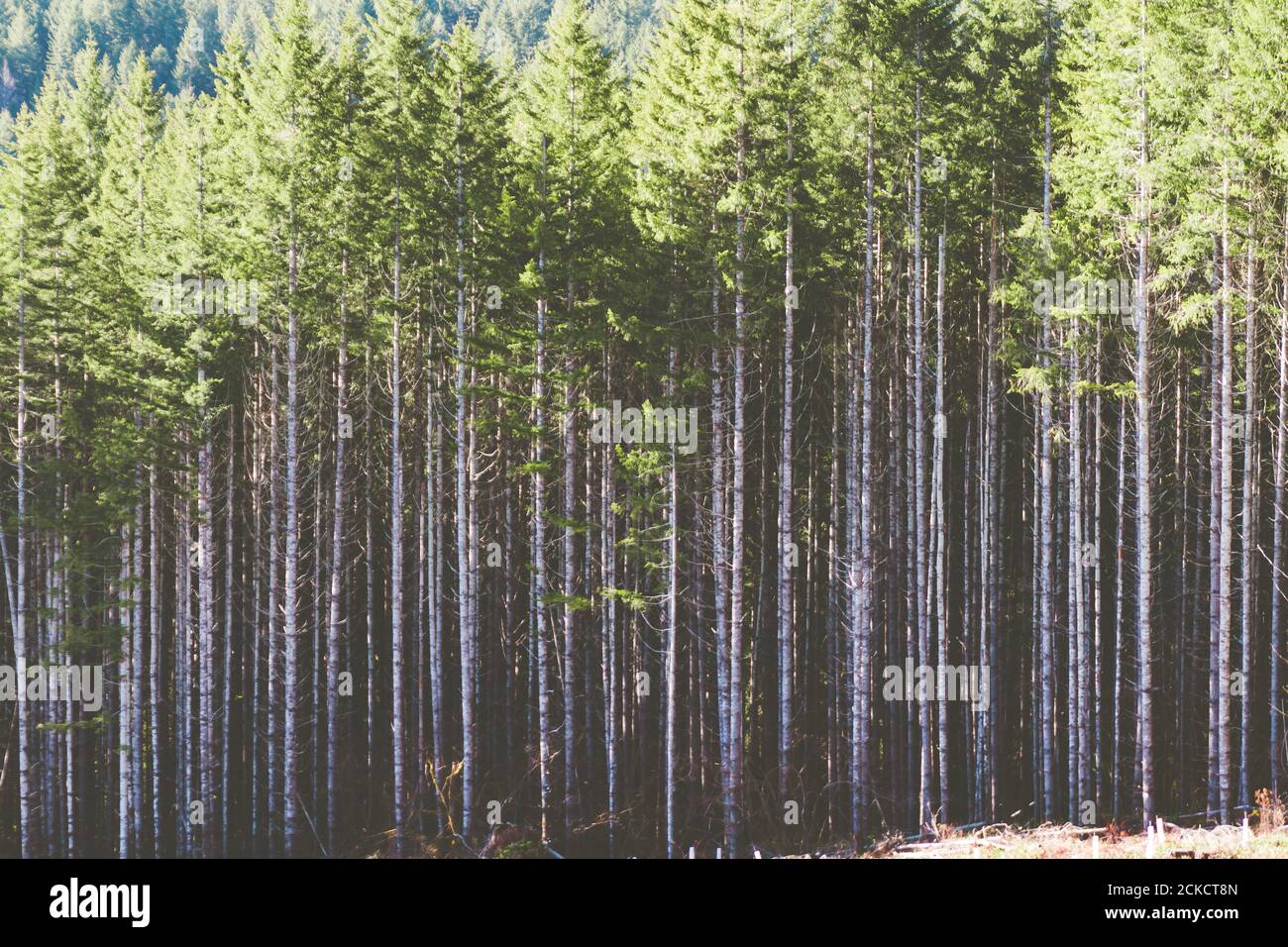 Vertical shot of high trees in the forest Stock Photo - Alamy