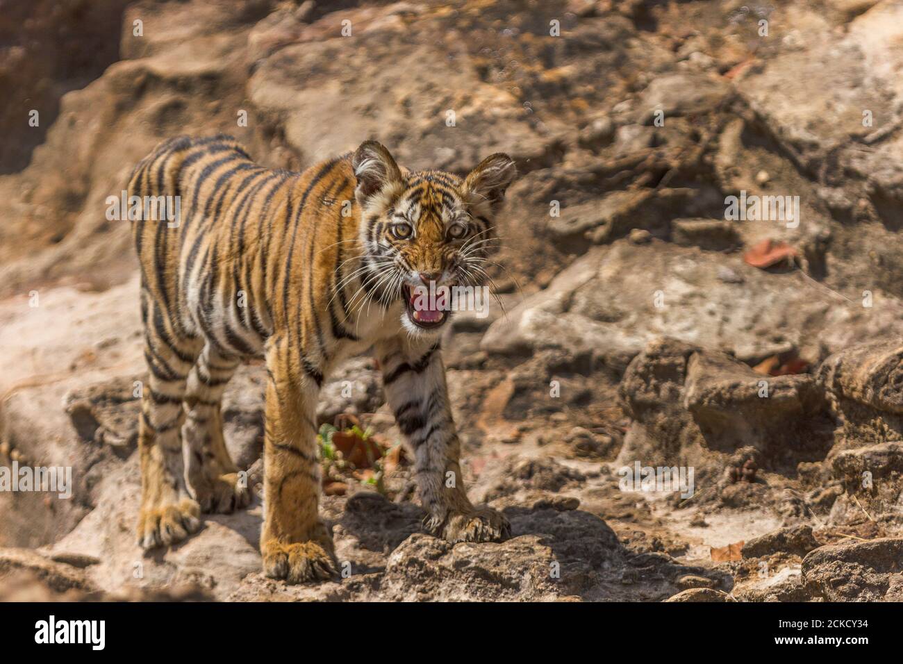 Malnourished female Bengal tiger cub shows off its aggressive behavior on a hot summer mid day at Bandhavgarh Tiger Reserve, Madhya Pradesh, India Stock Photo