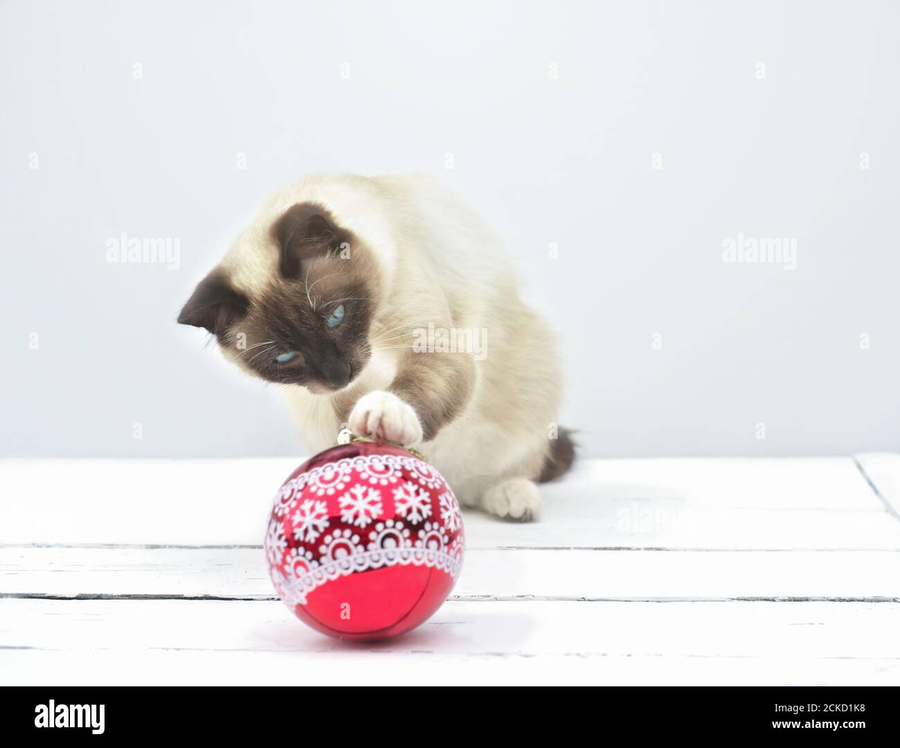 cute balinese cat playing with christmas ball. cat sitting on a white rustic floor and touching red new year ball with a paw. curious kitty. christmas card or advertizing. Stock Photo